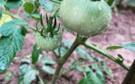 最近雨水多种菜会不会烂根雨后要采取哪些措施