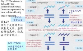 多顺反子名词解释