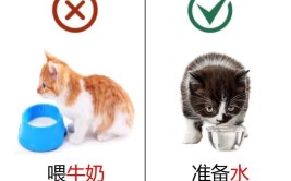 视频如何照顾新到家的小猫