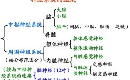 神经系统结构和功能的基本单位