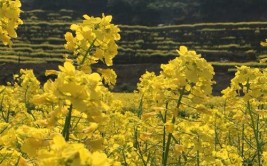 成为宁波网红观赏胜地，你来过吗(花海油菜胜地超高观赏)