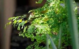 花木智慧让养花不再愁植物缺营养手机一看就清楚