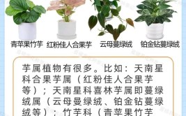 6月家庭盆栽花卉绿植如何养护