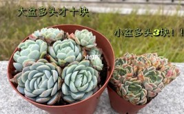 临沂多肉植物市场价格跳水