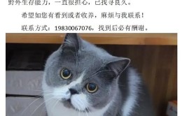 猫咪亲近人不再是玄学这三招让你重获宠爱