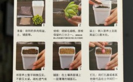 多肉植物养护全攻略10个技巧四季生机勃勃一文成为养护大师