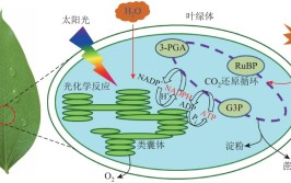 离体的叶绿体能进行光合作用吗