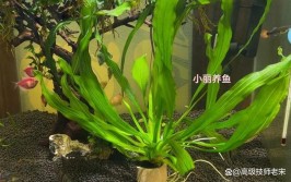 轻松养护大叶九冠水草打造迷人水族世界