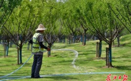 机械与人工相结合 安庆园林为花卉苗木解渴降温