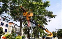 为行道树修枝剪叶为绿植去除虫害这群城市美容师坚守岗位战酷暑