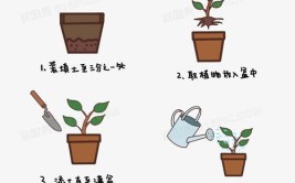 百艺秘籍植物生长动画原理案例