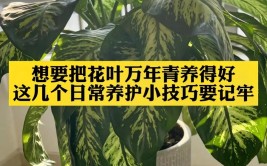 花叶万年青的养殖方法和注意事项