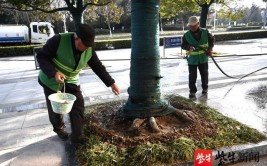 种树养护树 方成林荫路金台视线关注城市行道树②