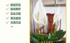 一帆风顺的养护方法做到这几点冬天也开花新的一年顺顺当当