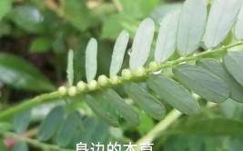 农村有种叫叶下珠的植物它有什么用处