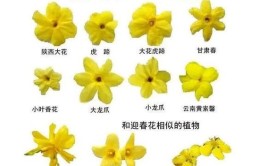 迎春花怎么养殖方法