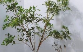 有些植物养养就死了不是你的锅