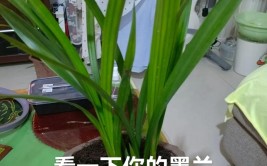 兰花有花苞了怎么养护