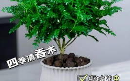 3种提神绿植清新芳香还特别好养茂盛又香味浓郁