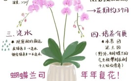 花期虽过蝴蝶兰养护新篇章教你如何呵护它的低谷期