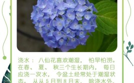 绣球花花期多长花谢后如何养护保证到下个花期再开花