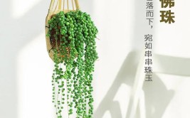 多肉植物佛珠吊兰情人泪这样繁殖一盆能变一百盆