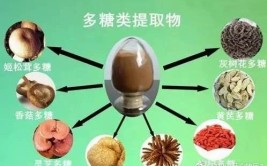 植物来源的多糖指什么