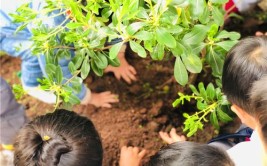 幼儿在种植活动中学会拥抱大自然培养环保理念提高自主能力