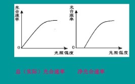 实际光合速率是净光合速率吗