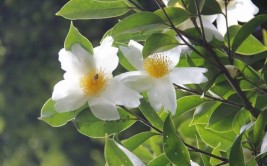 白花油茶的枝干快繁技术初探