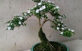 开花白净如雪室内养花好选择六月雪盆景怎么做方法教给你