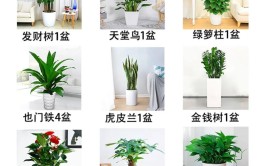 常见租摆的鲜花绿植养护技巧知识大全