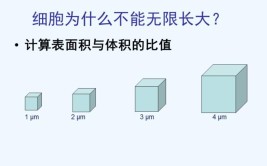 细胞为什么不能无限长大