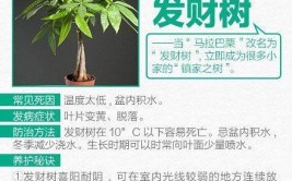 你养的绿植为什么会死绿植养护9问