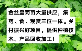 金丝皇菊无公害栽培技术