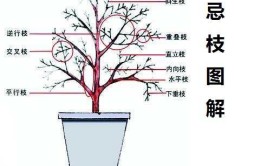 活着盆栽植物怎么修剪