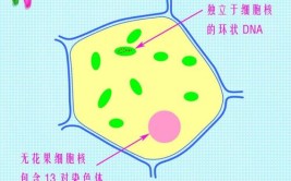 植物有上皮组织吗