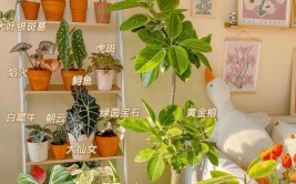 10款网红植物的养护痛点理想很丰满现实很骨感