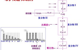 电子传递链与氧化磷酸化的关系