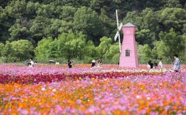 杭州铜鉴湖花海电话游人置身童话世界