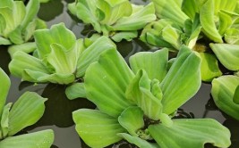 迷你池塘的十大水生植物