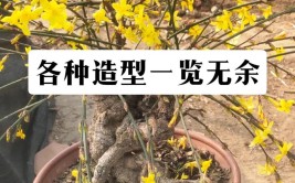 迎春花盆景制作步骤及养护方法