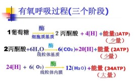 呼吸作用的意义及实质是什么