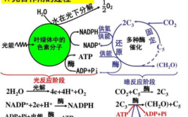 光合作用4个化学方程式分别是什么