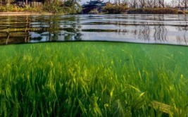 一棵榕树扎根18年 浙江温州三垟湿地生态良药稳火慢熬