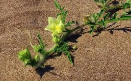 8种花最喜欢沙土扔把沙子在土里叶子绿油油花开100朵