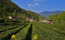 甘肃康县两河镇“插花村”美丽乡村建设共建共享(都是两河山村乡村插花)