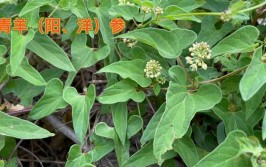 青羊参的正确种植方法种植户们都学着点