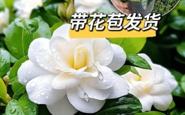 5种懒人花不用打理丢在阳台随便养开花时却美极了