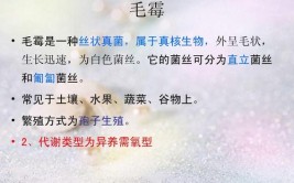 毛霉的代谢类型是什么